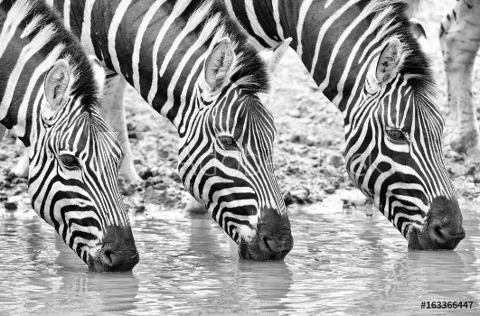 Picture of triple zebra